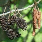 Черна елша - Alnus glutinosa