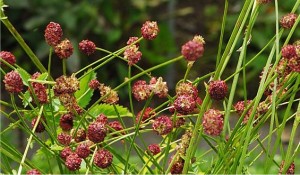 Билка Лечебна Динка - Sanguisorba officinalis L.