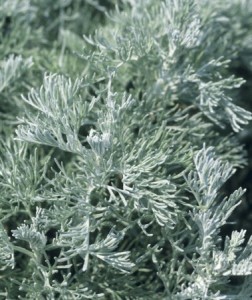 Морски пелин - Artemisia maritima - лист